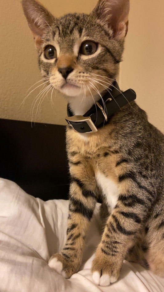 5/8" Biothane Collar